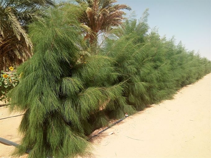 Plants de casuarinas - un coupe vent ou rideau sur une longueur de 100 m - 14 mois après la plantation.