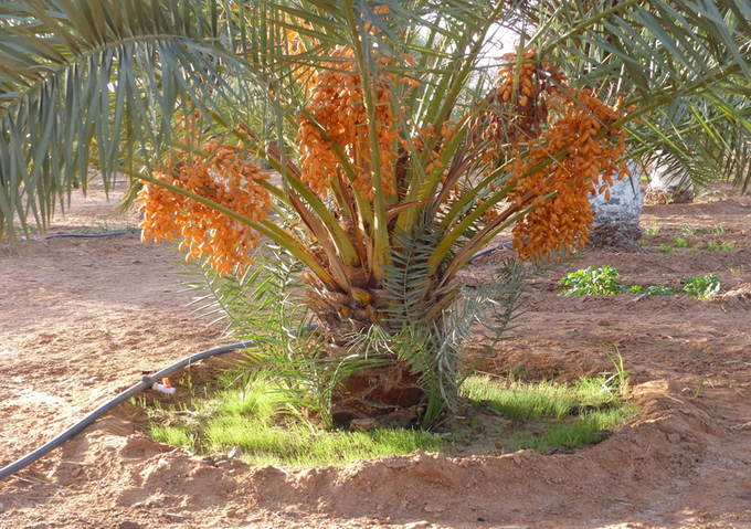 Le palmier dattier Phoenix Dactyliféra