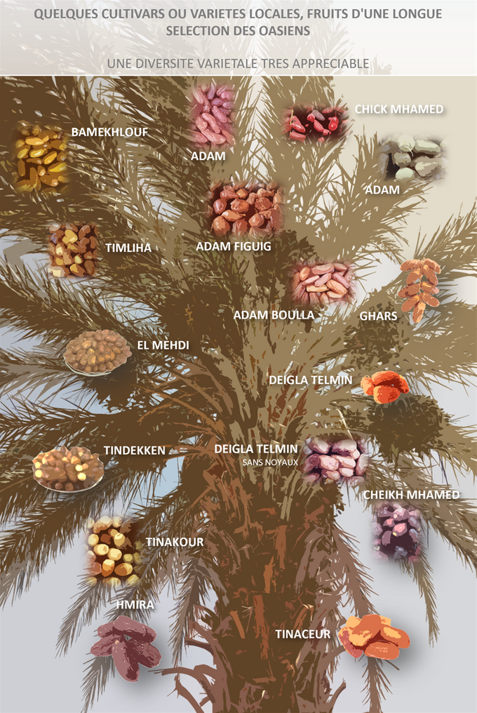 Quelques cultivars ou variétés locales, fruits d'une longue sélection des oasiens - Une diversité variétale très appréciable
